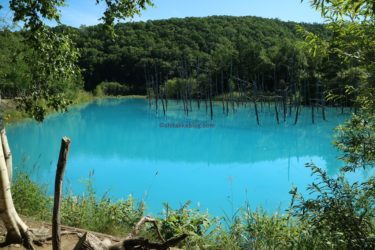 【美瑛町】青い池などおすすめ絶景観光スポット！おいしいグルメもご紹介