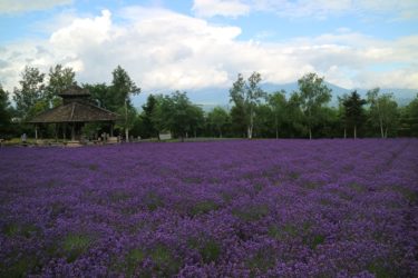 富良野ファーム冨田の見頃はいつ？駐車場やアクセスは？所要時間などについてまとめ