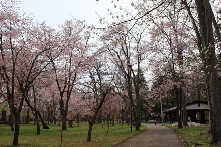 旭川 駐車場があるおすすめの公園 子連れのお散歩に最適