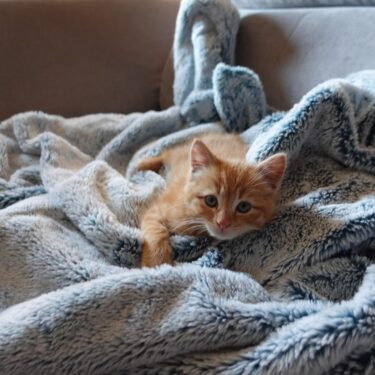 冬の必需品！毛布の静電気を簡単に除去する方法